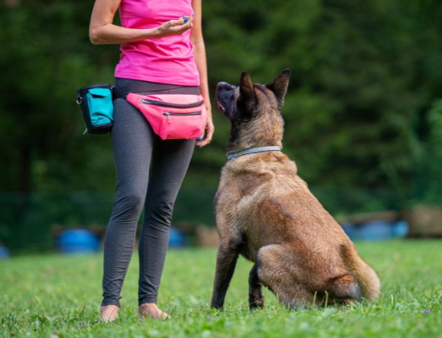 Dog demonstrating obedience during safe training session