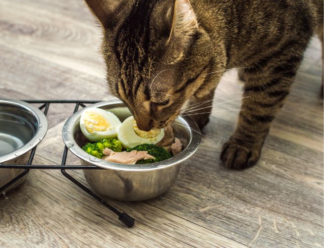 High-quality kitten food for pregnant cat's nutrition