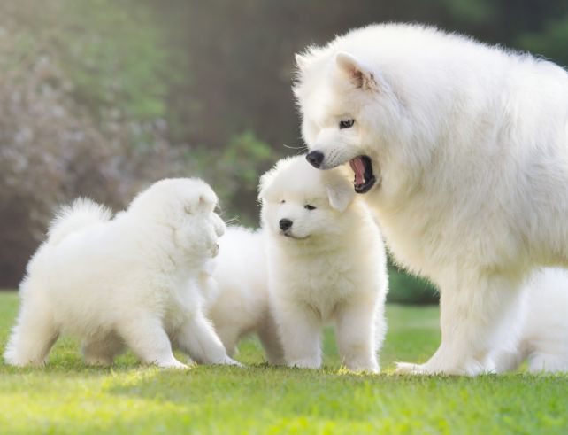 Feature image of a radiant Samoyed breed, exemplifying the focus of the blog post on Let's Have Pet