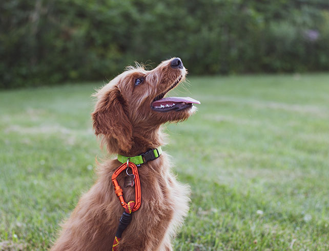 7 The Best Tips For Pet Training