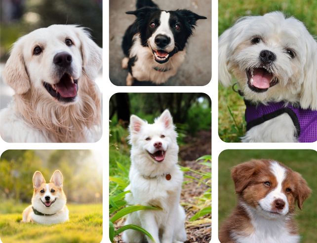 Evolution in Dog Handling: A Brief Overview