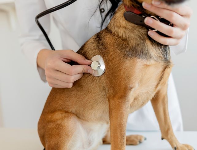 A caring vet conducting a regular health check-up on a healthy, dog, illustrating the importance of regular pet health check-ups for pet wellness