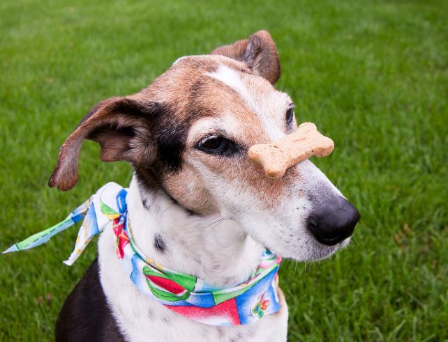 A curious dog looking at a variety of healthy food items, symbolizing the importance of understanding your dog's food needs for a balanced diet.