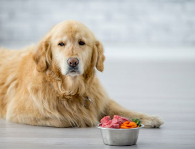 A wholesome bowl of homemade pet food featuring fresh meats, vegetables, and grains, representing a healthier alternative to store-bought pet food.