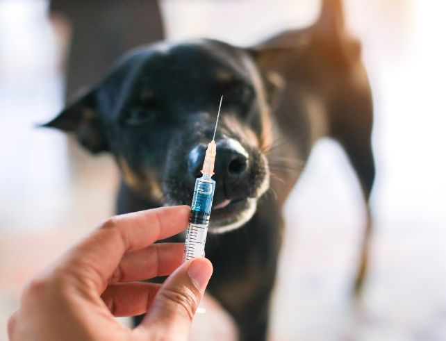 A doctor showing an injection to a dog, representing the Introduction to Diabetes in Pets and the importance of medical care in managing the condition.