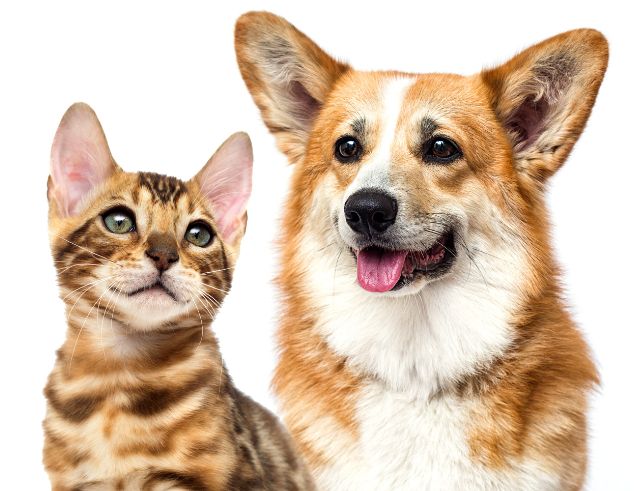 A cat and dog sitting together, symbolizing the unity and companionship between different types of pets, relevant to the care and prevention of intestinal parasites in both animals.